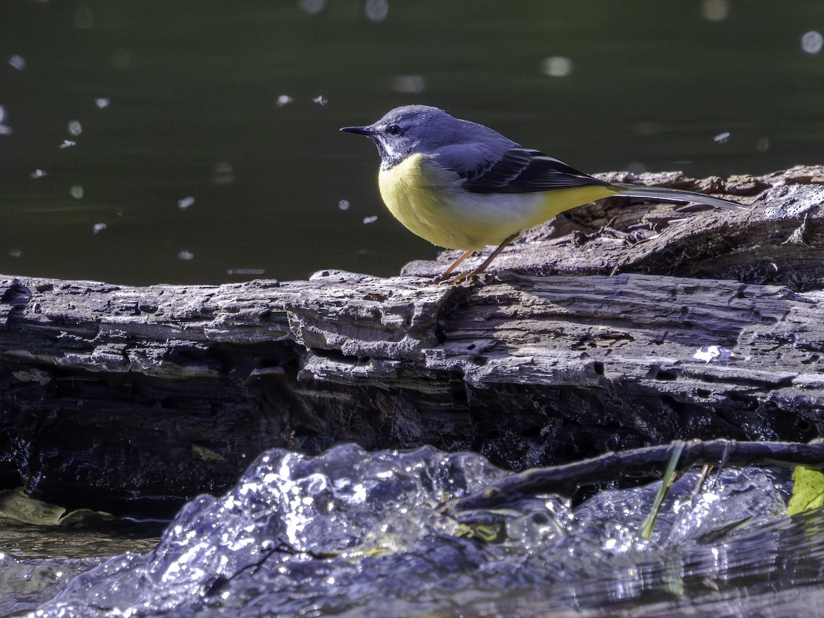 Gray Wagtail - ML645698848