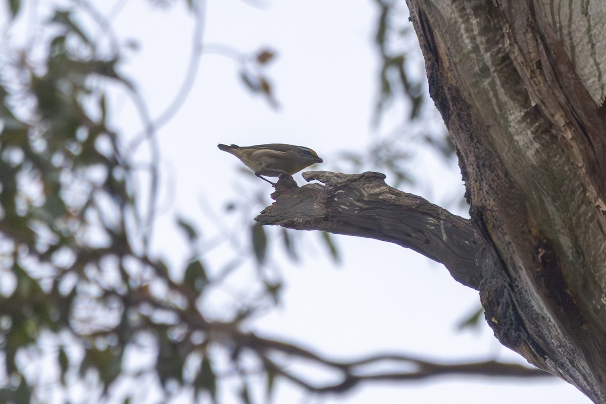 Striated Pardalote (Eastern) - ML645698849