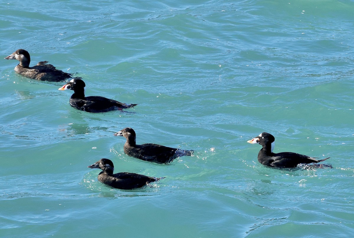 Surf Scoter - ML645698850