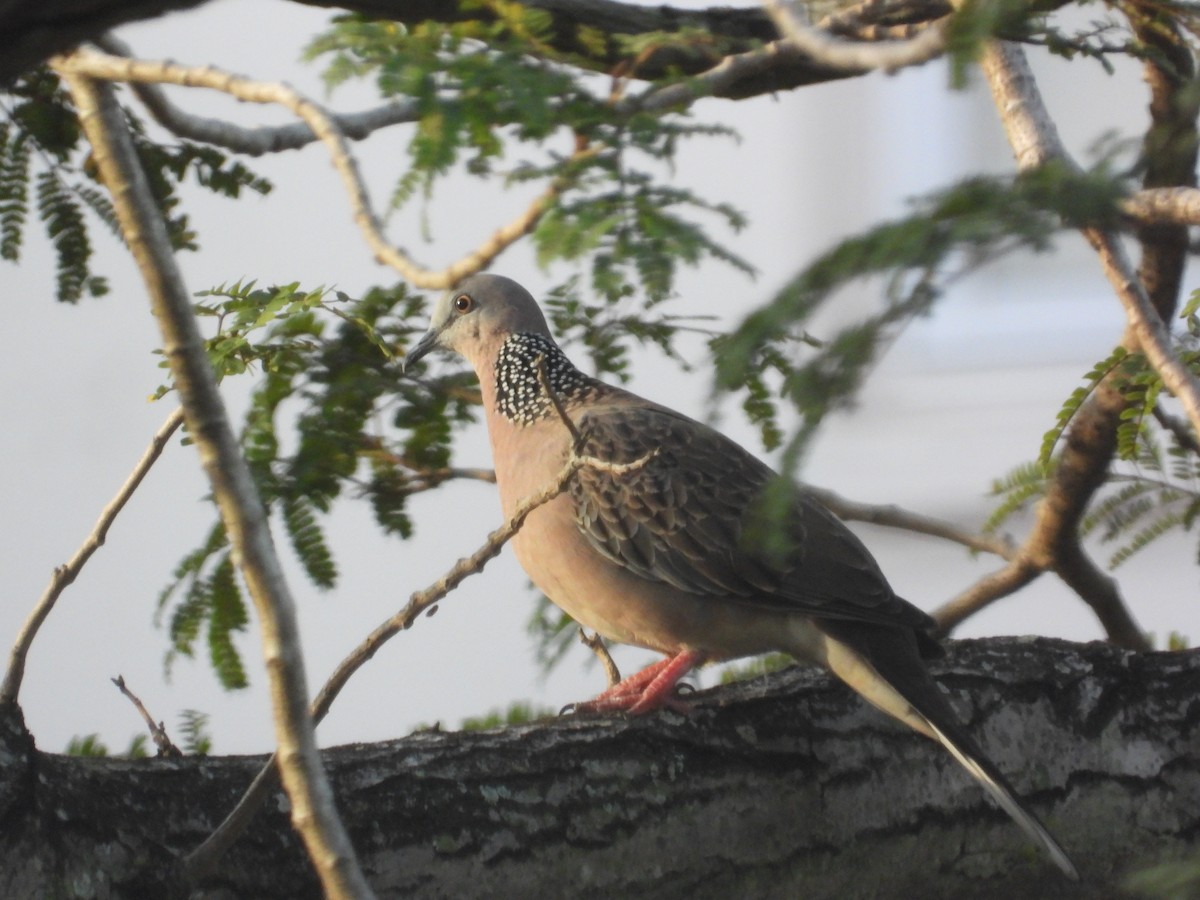 Spotted Dove - ML645698852