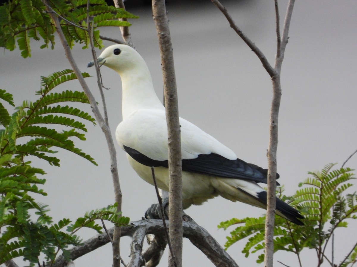 Pied Imperial-Pigeon - ML645698854