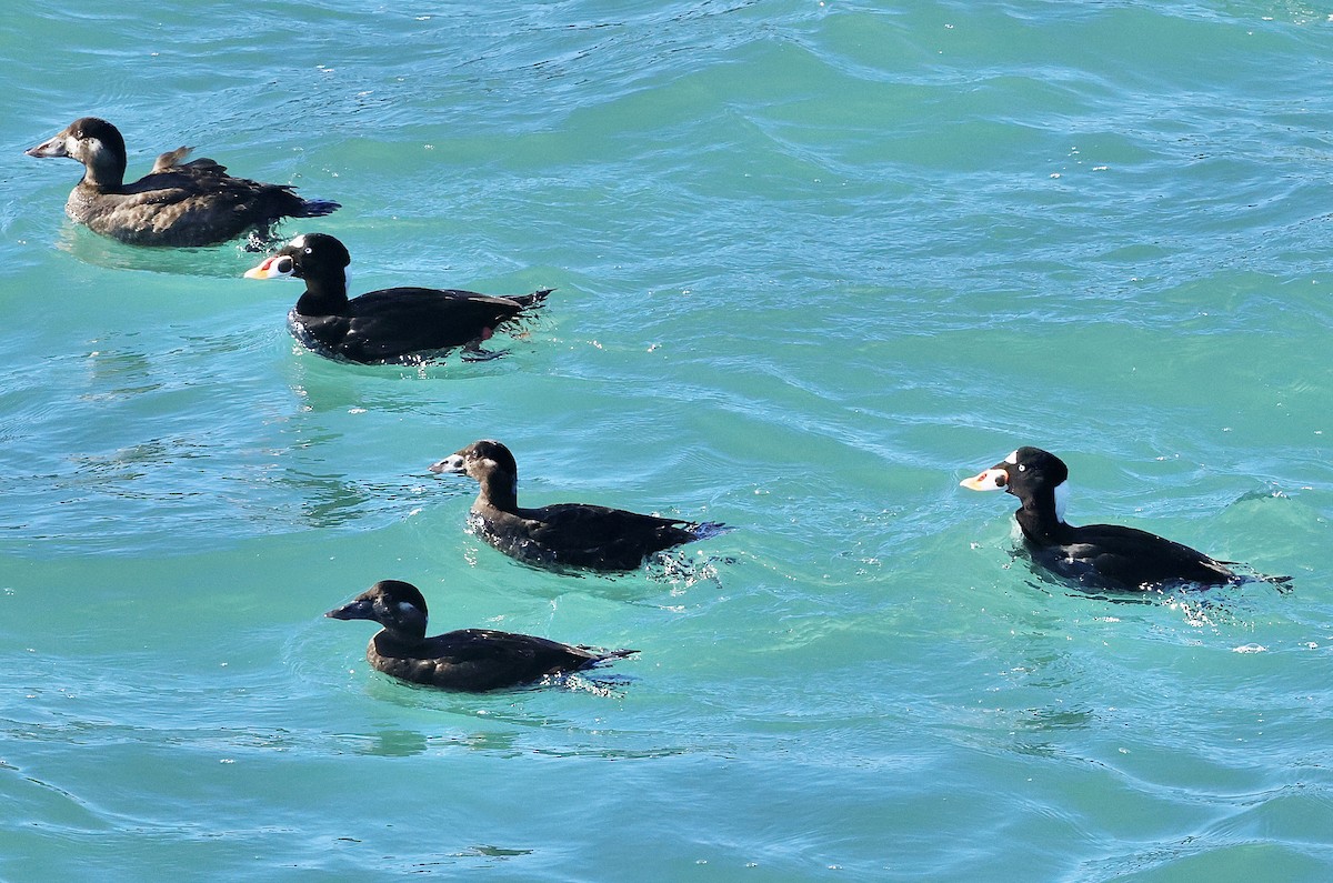 Surf Scoter - ML645698856