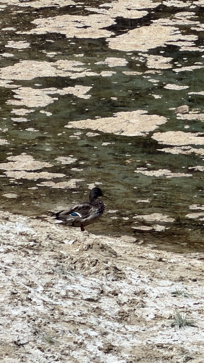 Mallard - ML645698857