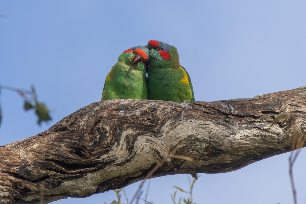Musk Lorikeet - ML645698858