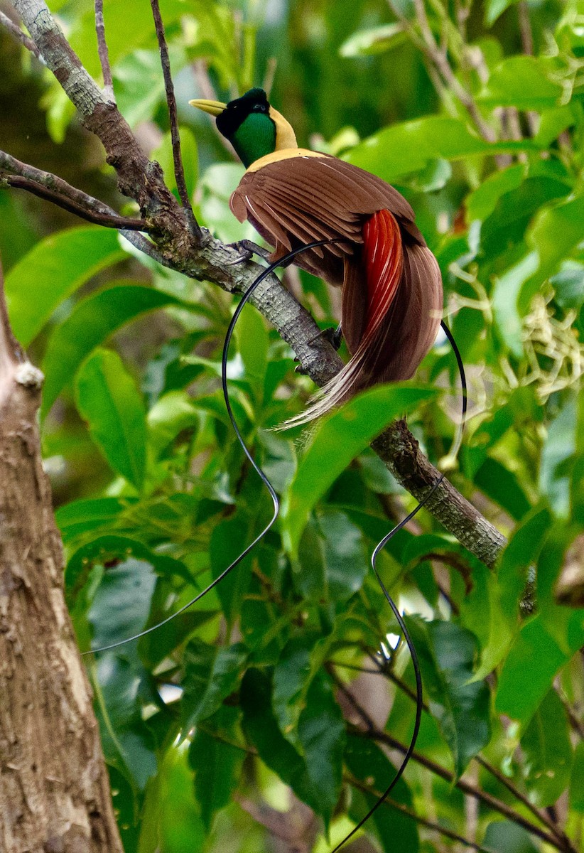 Red Bird-of-Paradise - ML645698859