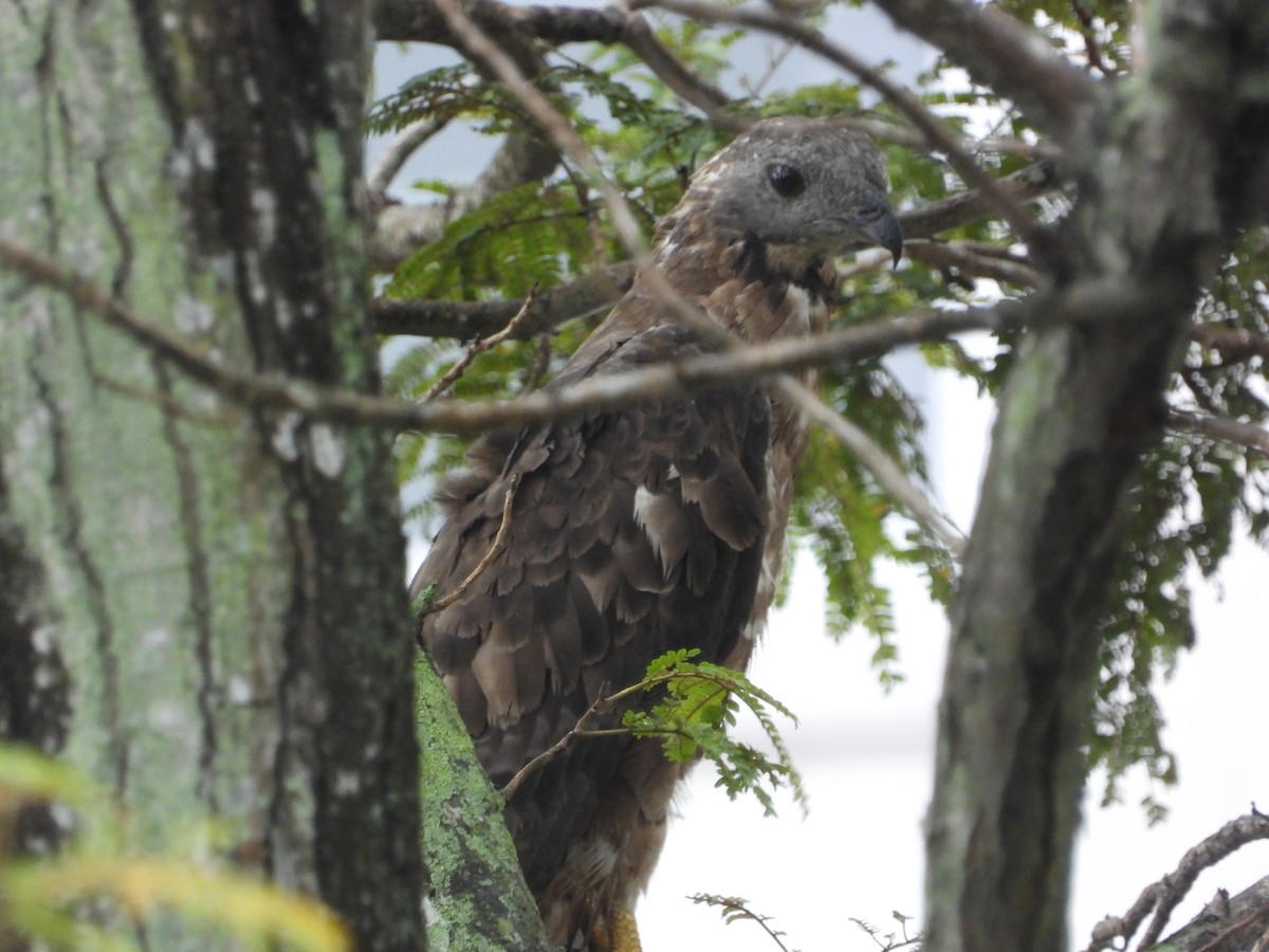 Oriental Honey-buzzard - ML645698860