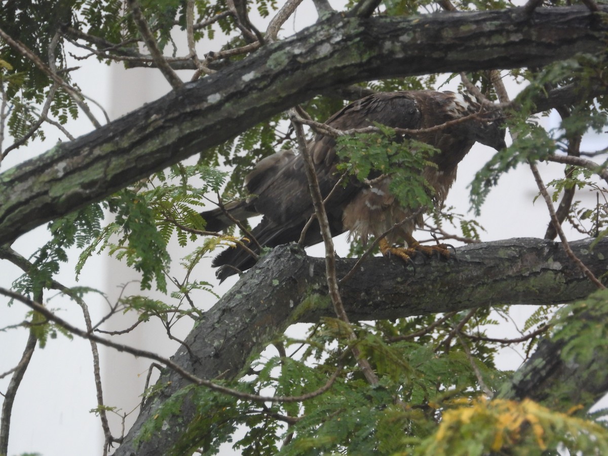 Oriental Honey-buzzard - ML645698861