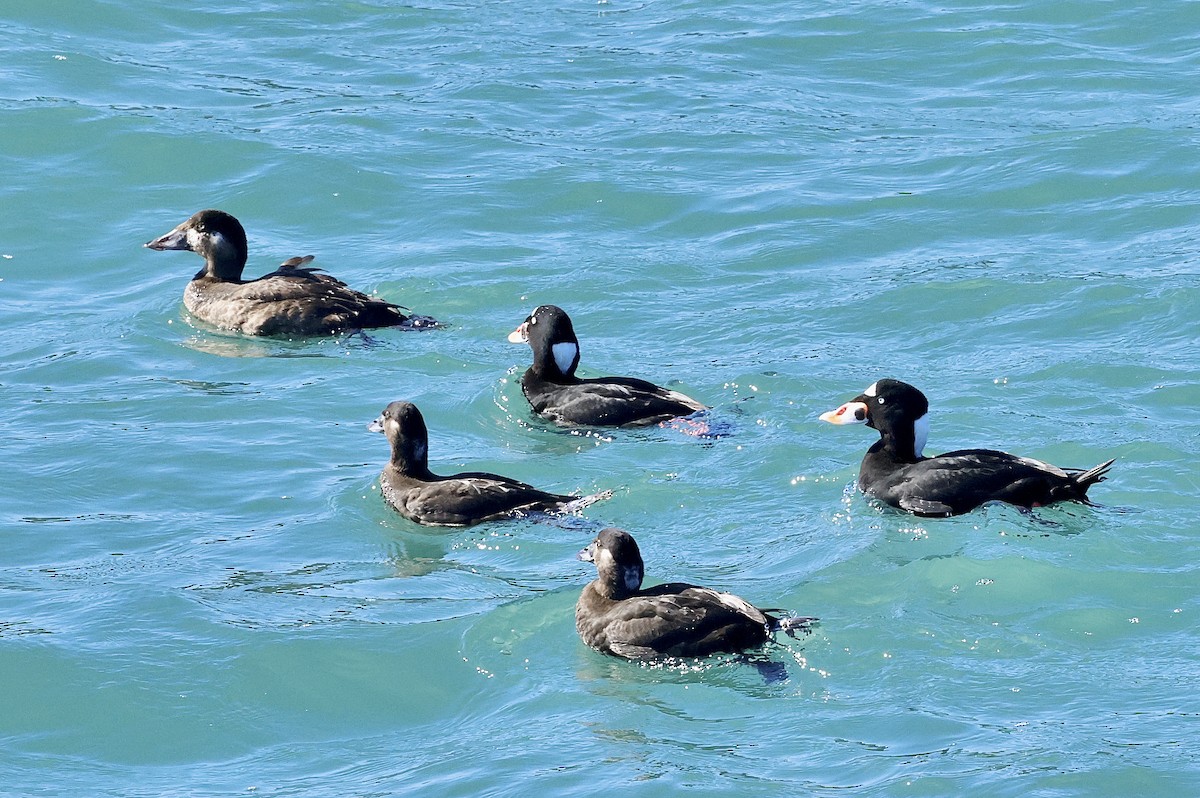 Surf Scoter - ML645698864