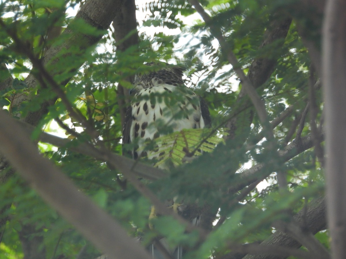 Crested Goshawk - ML645698865