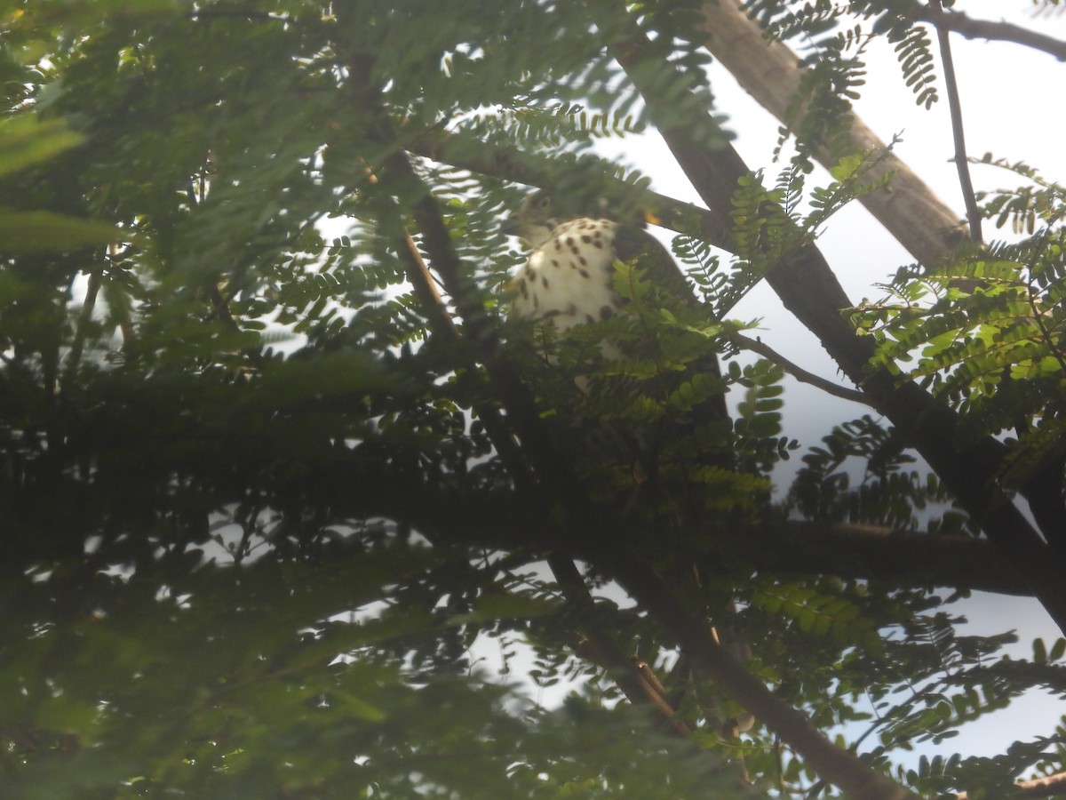 Crested Goshawk - ML645698866