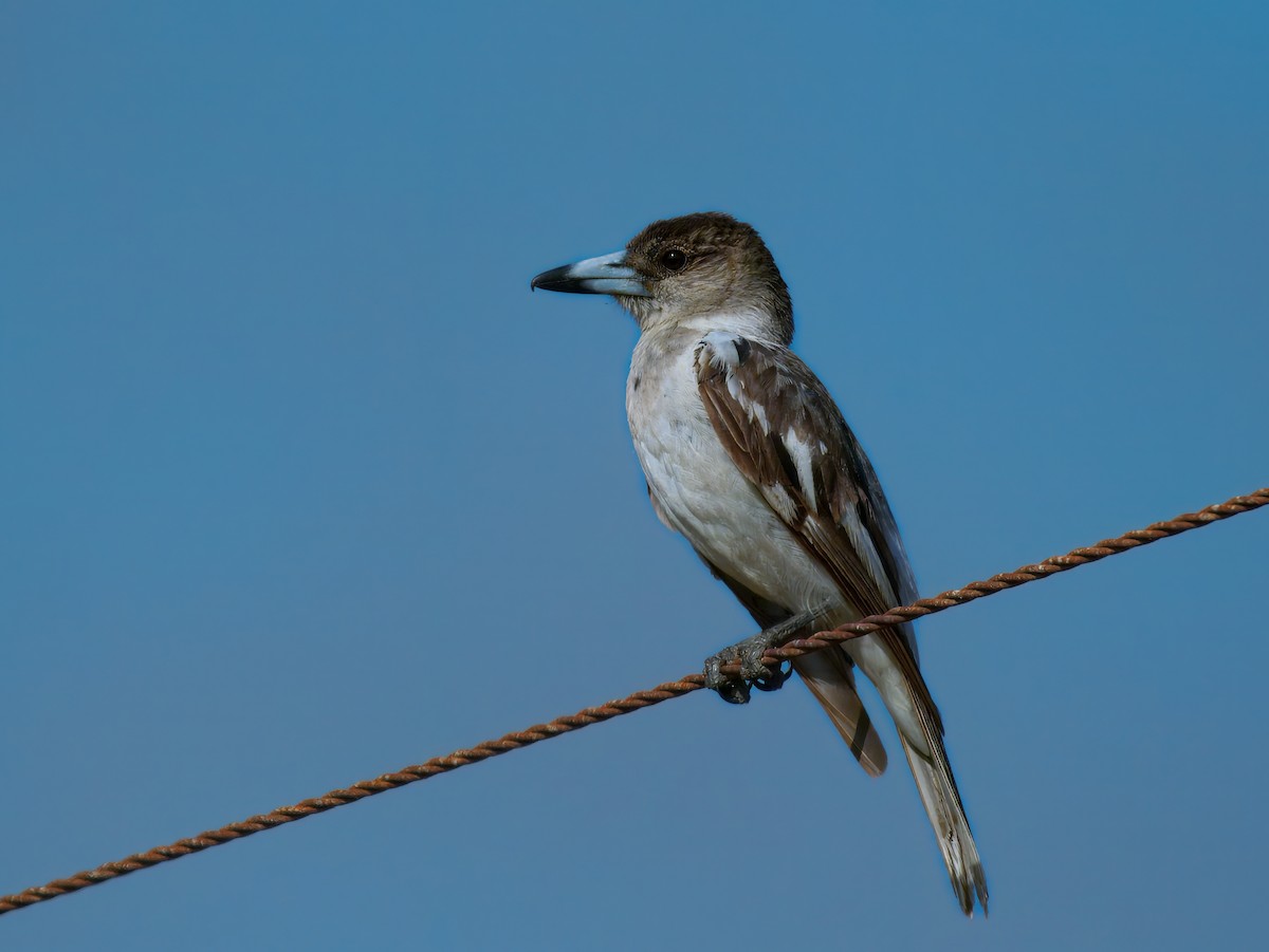 Pied Butcherbird - ML645698868