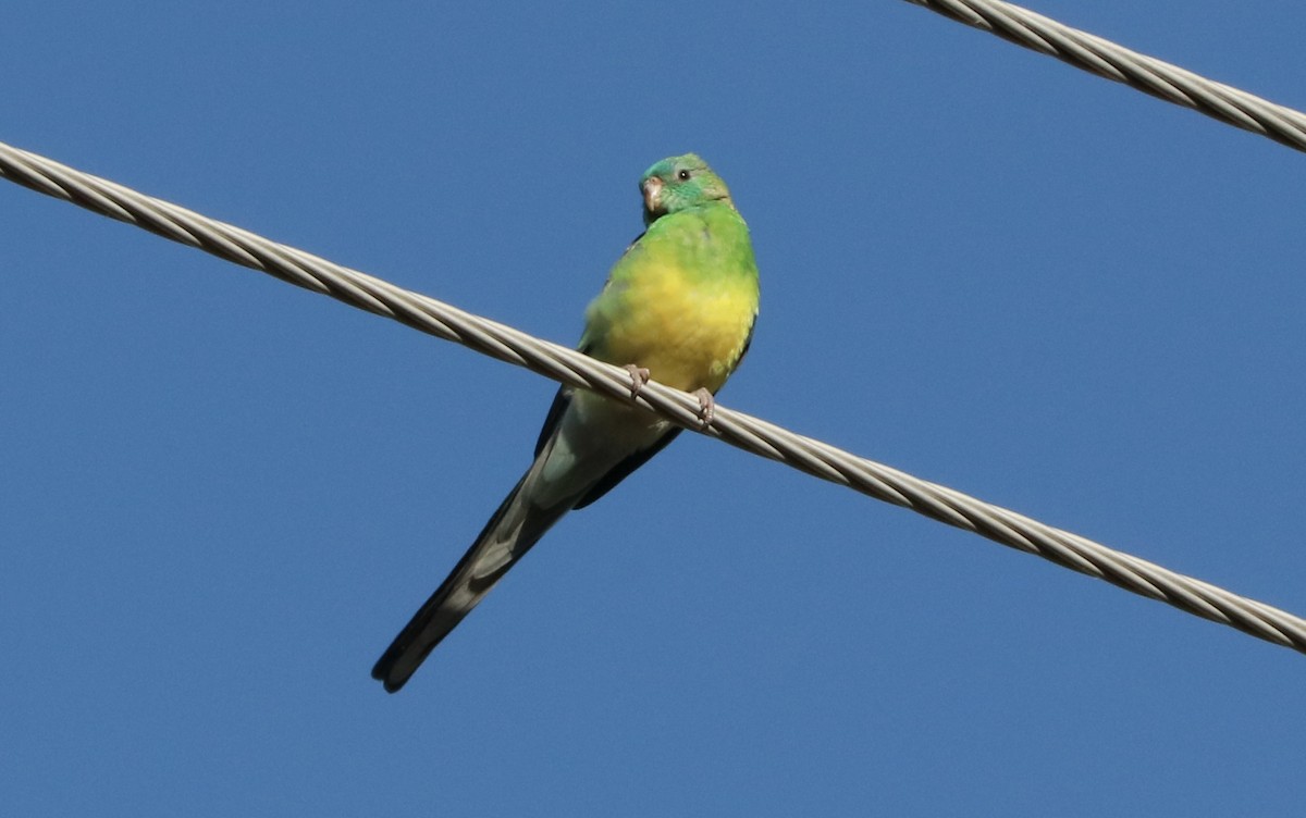 Red-rumped Parrot - ML645698870
