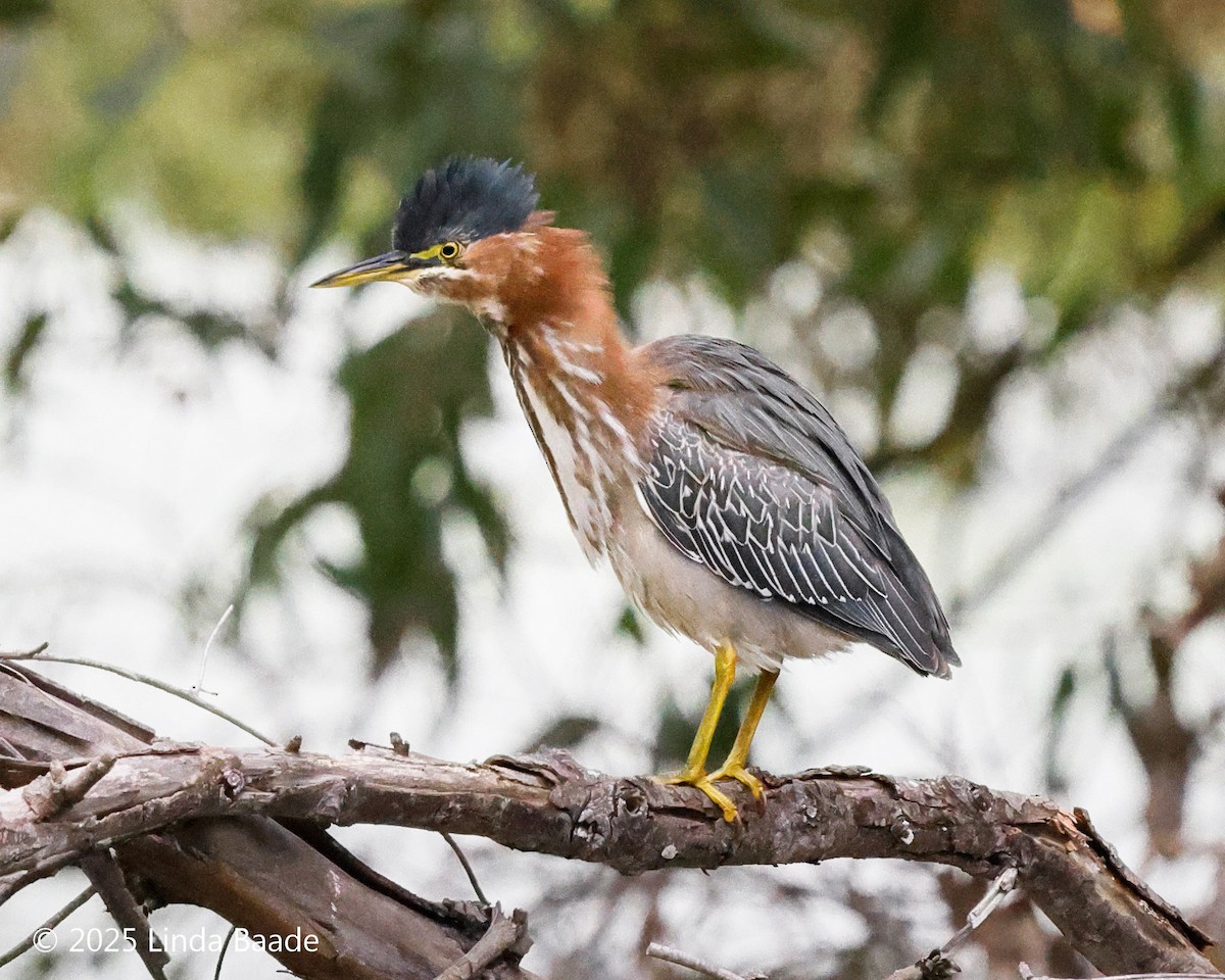 volavka zelenavá - ML645698878