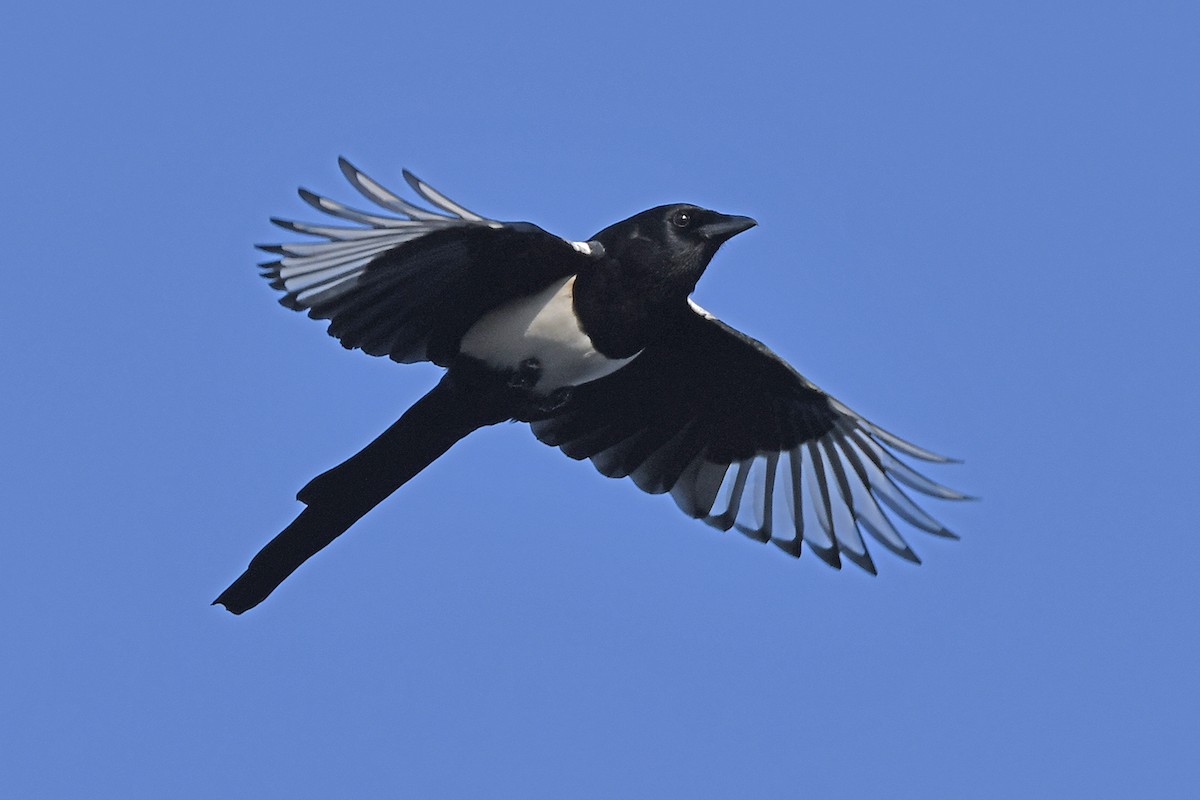 Eurasian Magpie - ML645698881