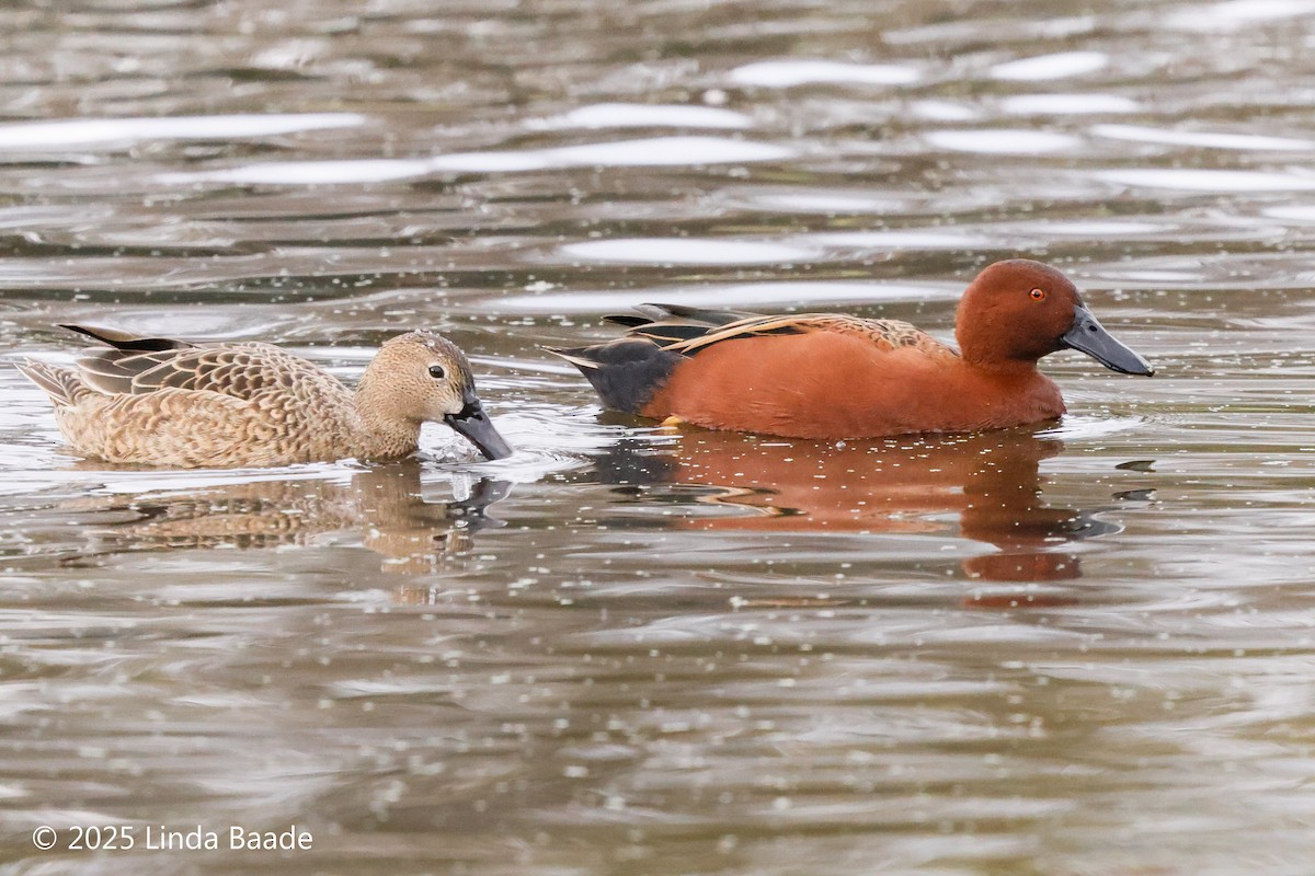 Kızıl Ördek - ML645698882