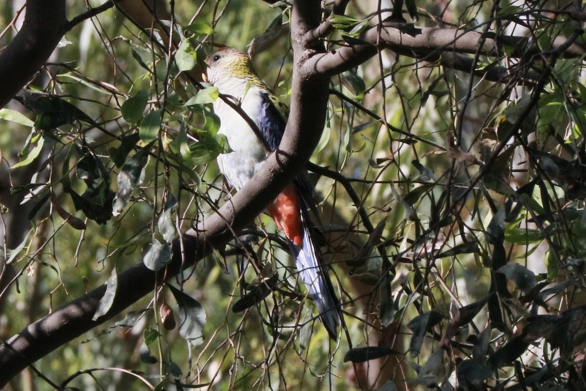 Solgun Rozella - ML645698883