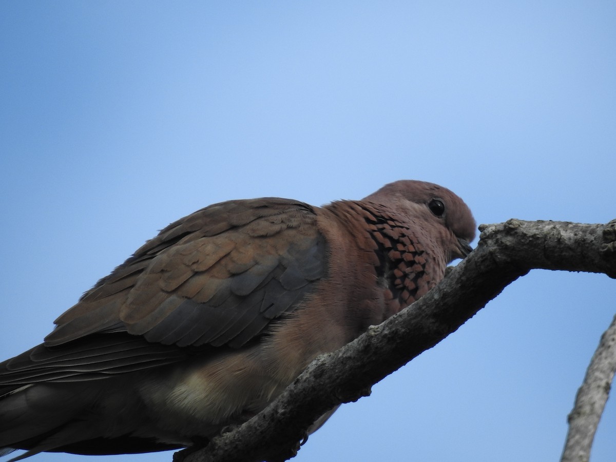 Küçük Kumru - ML645698884