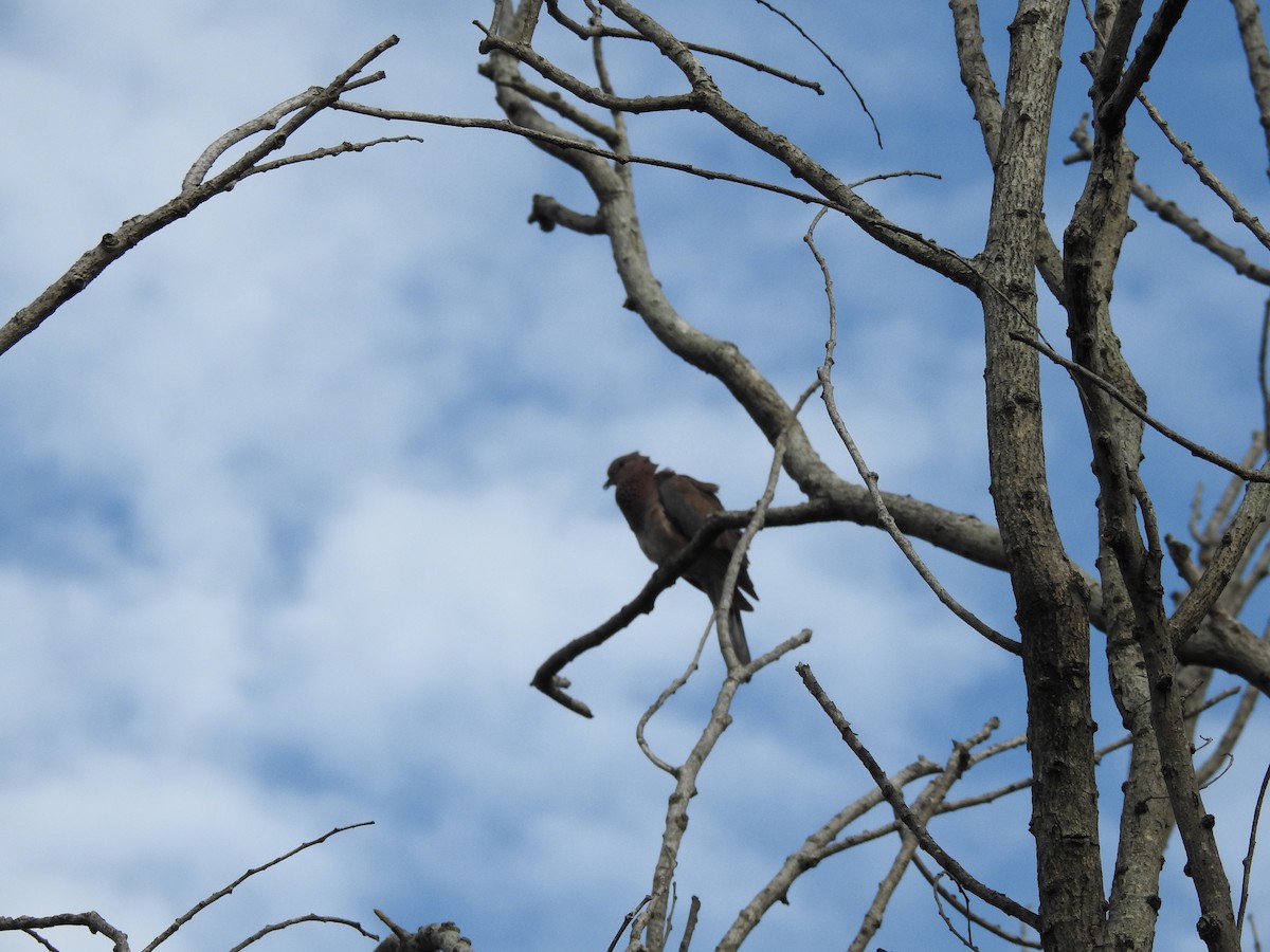 Küçük Kumru - ML645698885