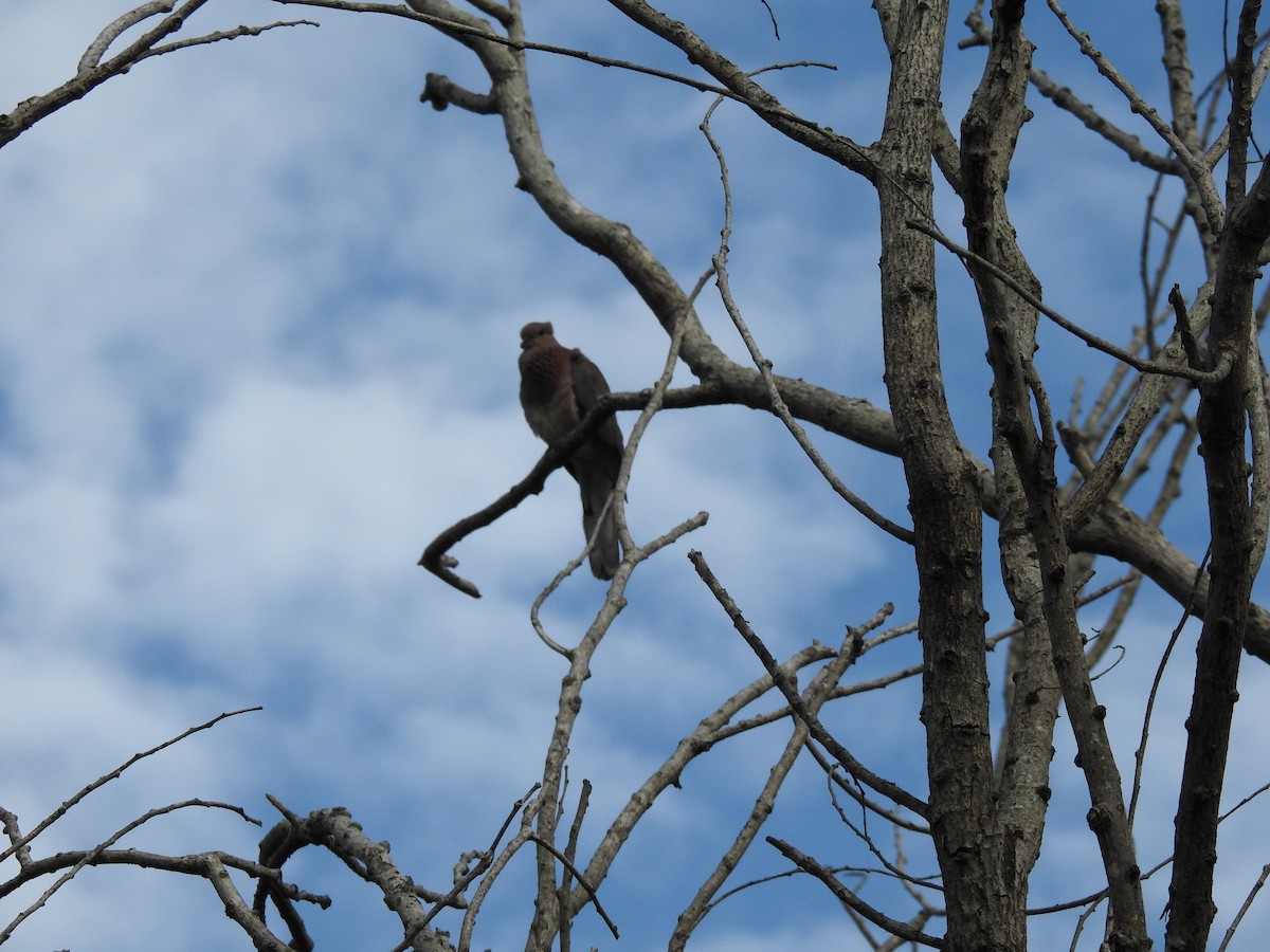 Küçük Kumru - ML645698886