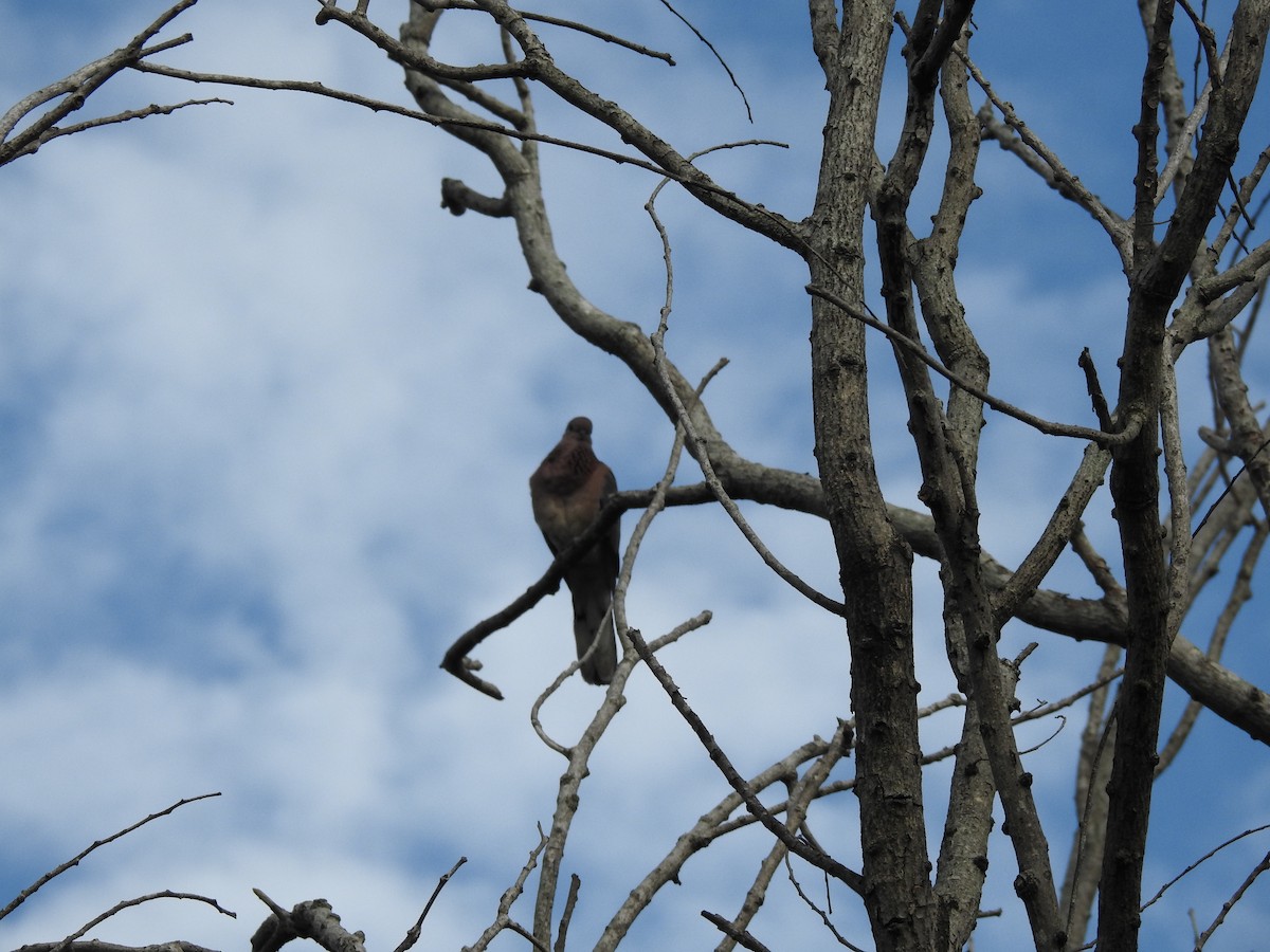 Küçük Kumru - ML645698887