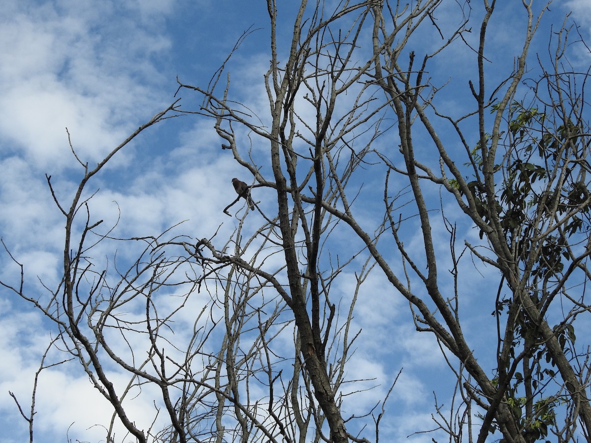 Küçük Kumru - ML645698888