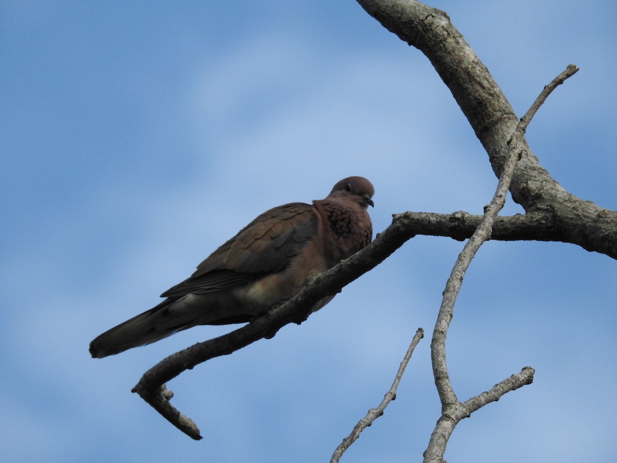 Küçük Kumru - ML645698889