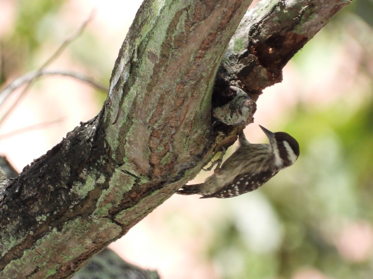 Sunda Ağaçkakanı - ML645698890