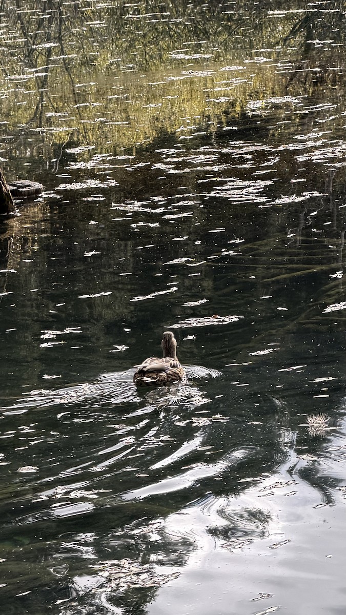 Yeşilbaş - ML645698891