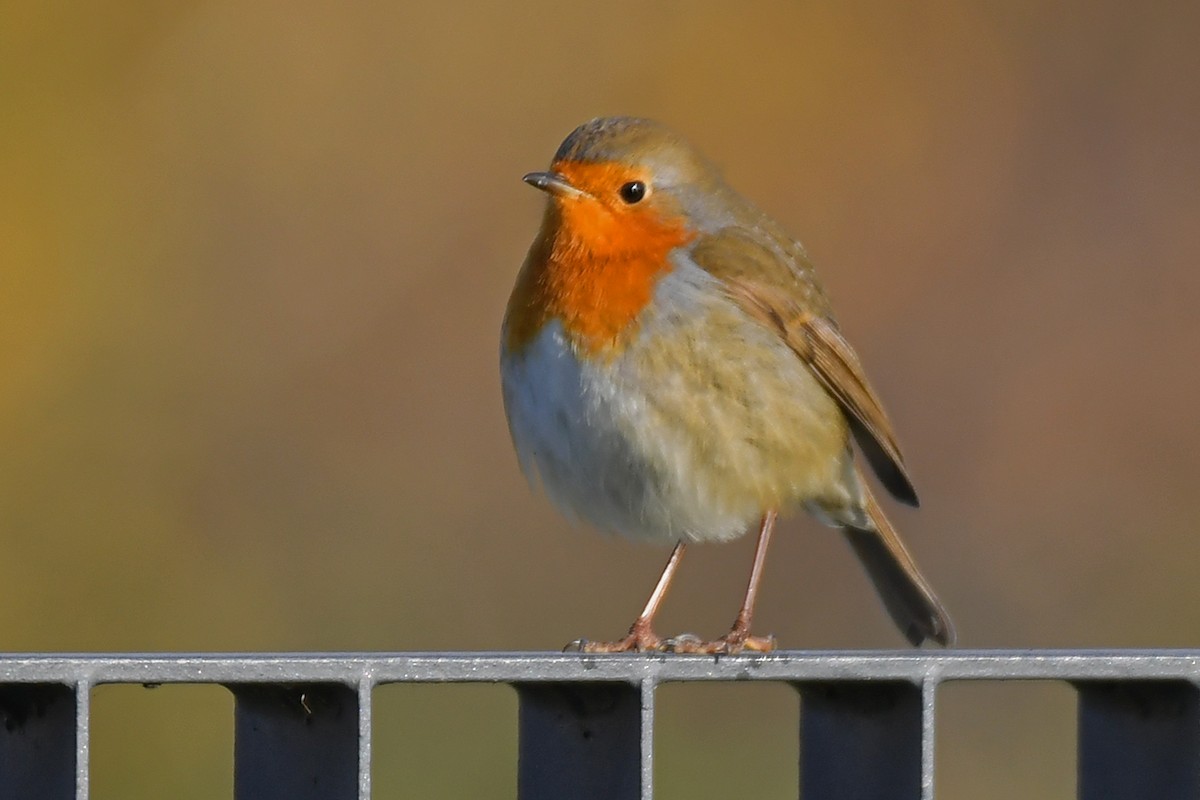 Kızılgerdan - ML645698892