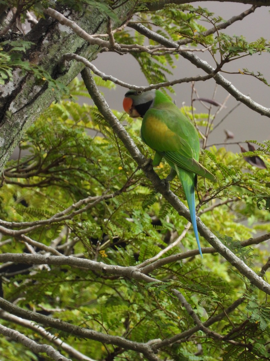 Gül Göğüslü Yeşil Papağan - ML645698894