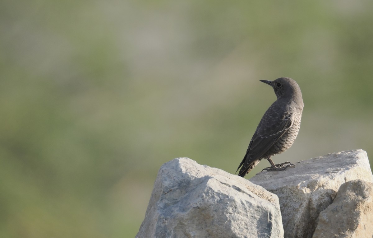 Gökardıç - ML645698897