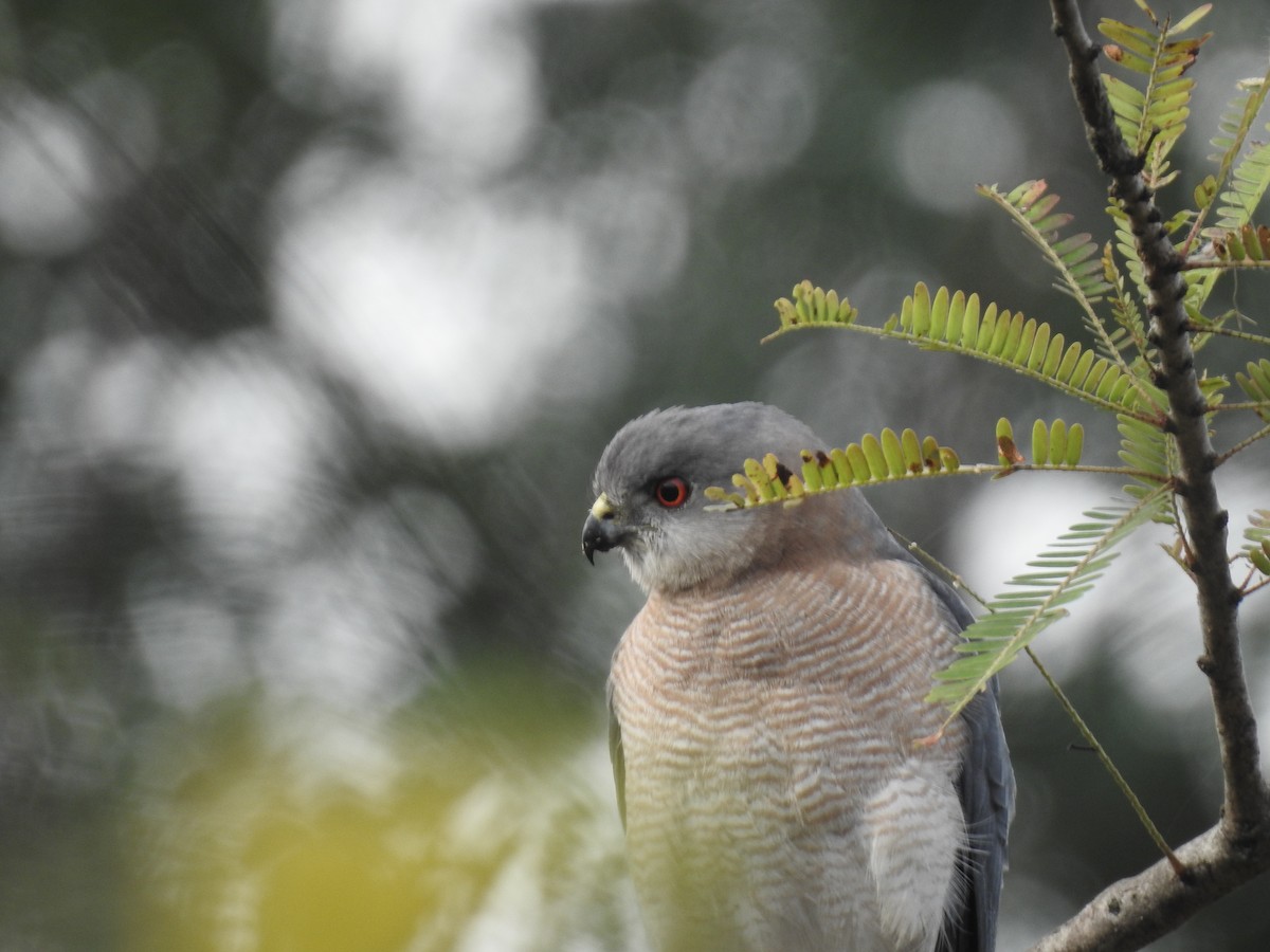 Şikra - ML645698898