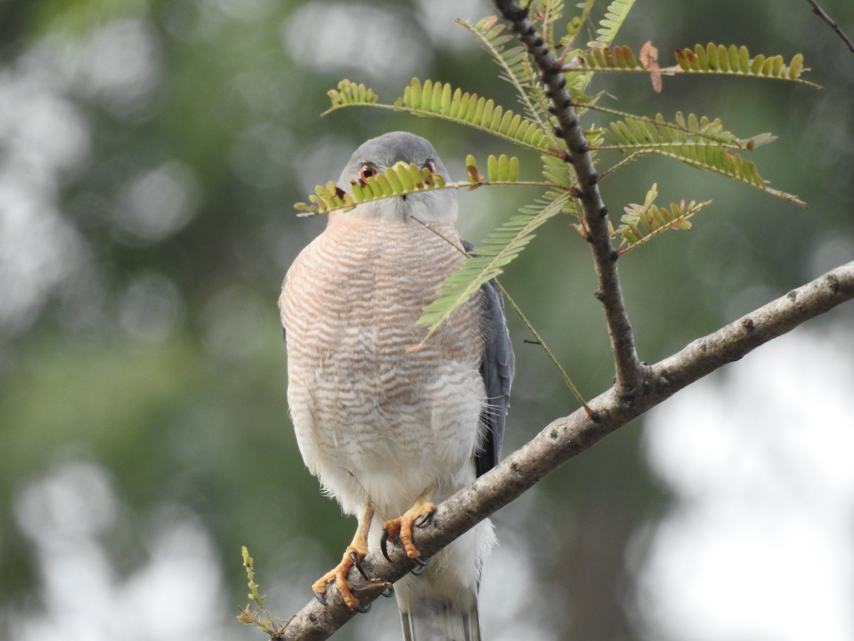 Şikra - ML645698899