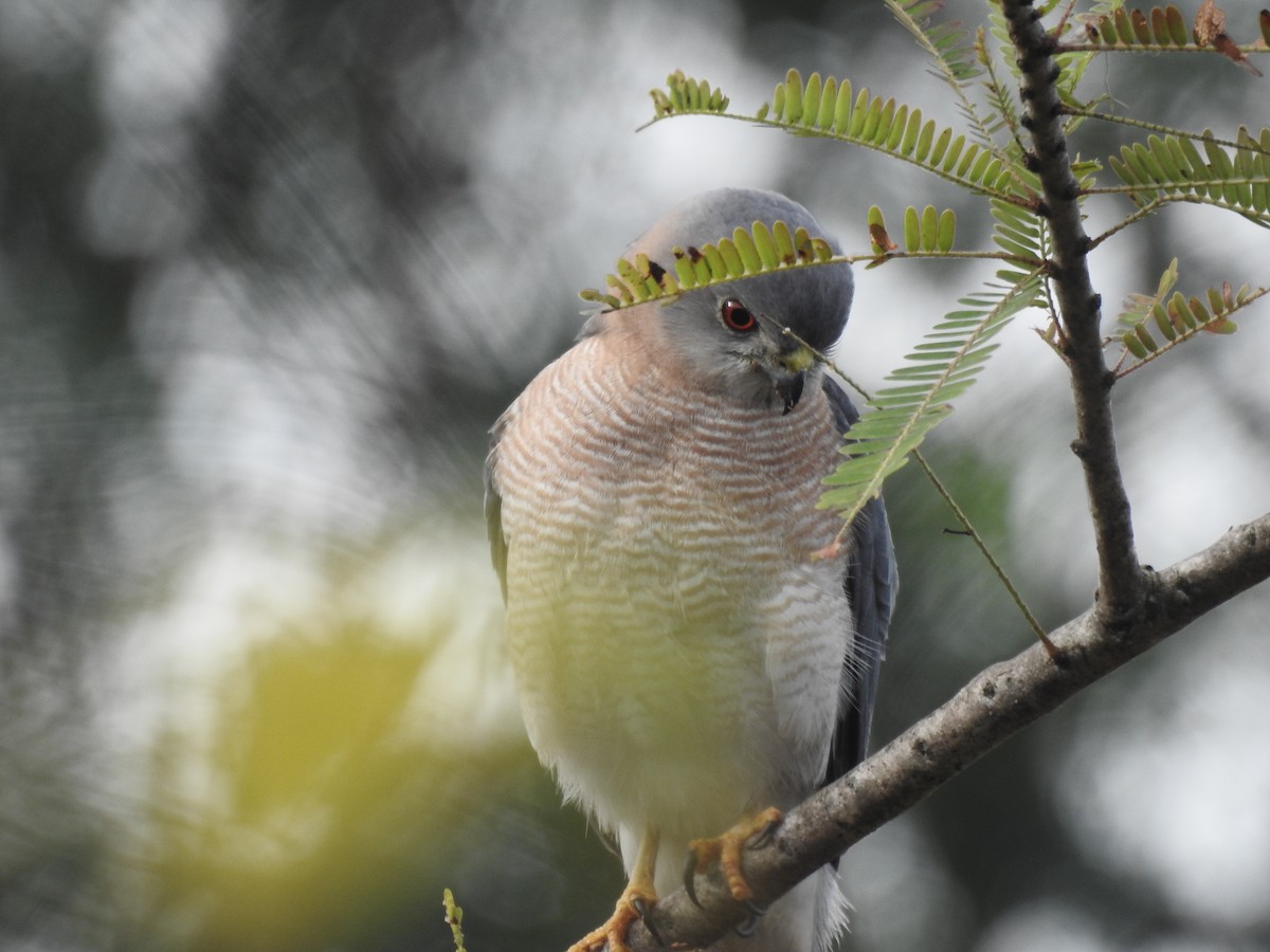 Şikra - ML645698900