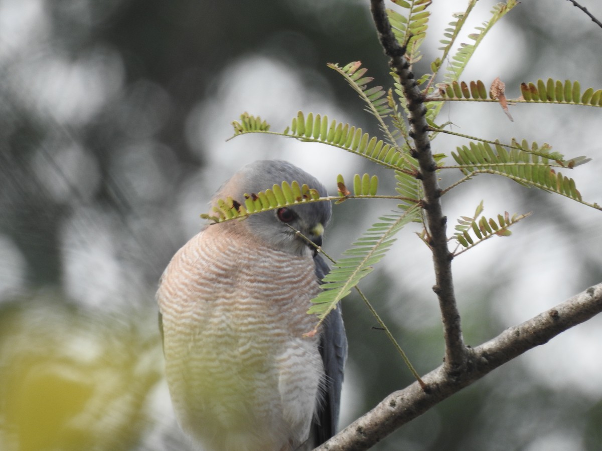 Şikra - ML645698901