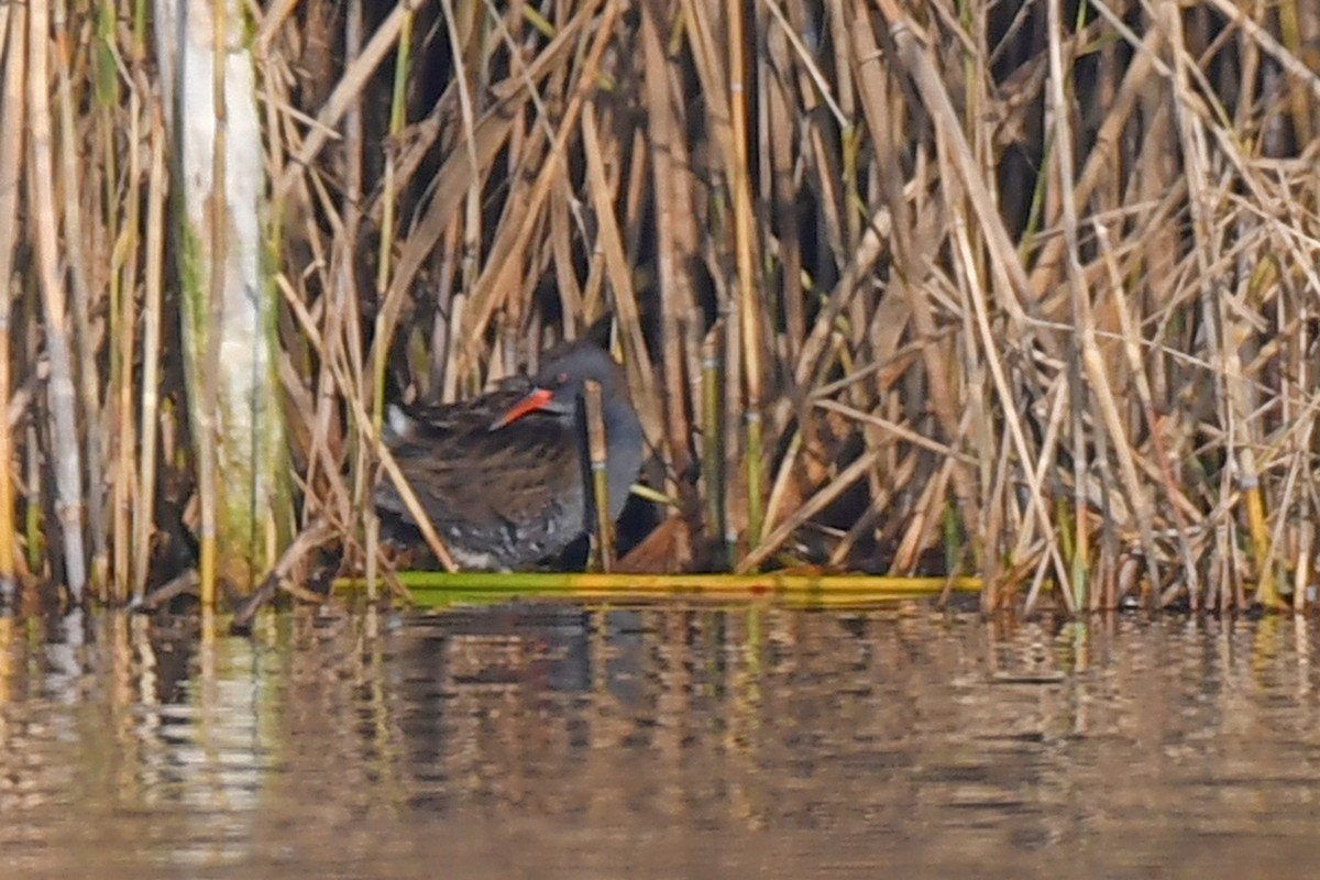 Water Rail - ML645698913