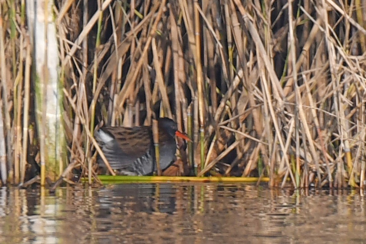Water Rail - ML645698914