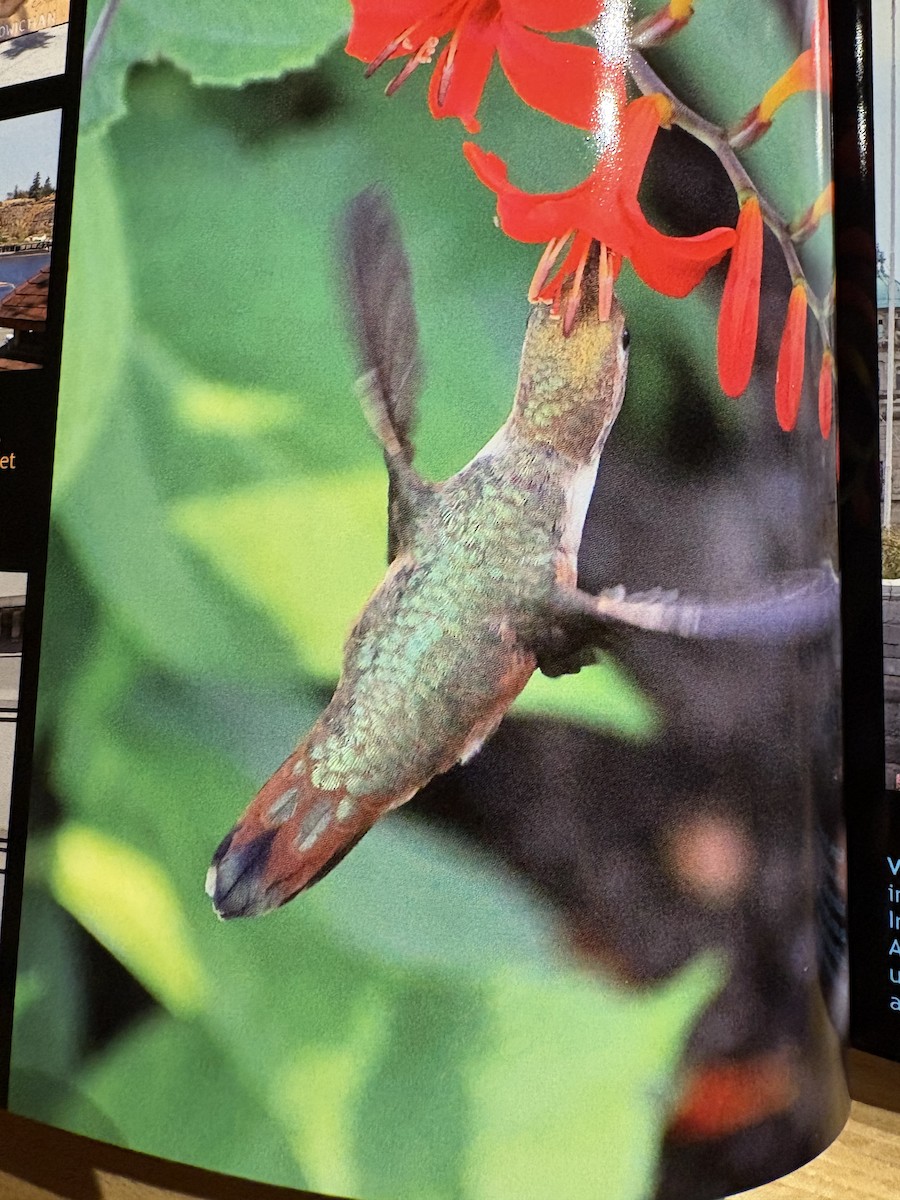 Rufous Hummingbird - ML645698918