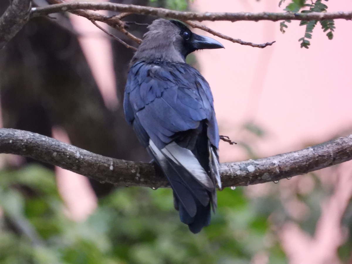 House Crow - ML645698924