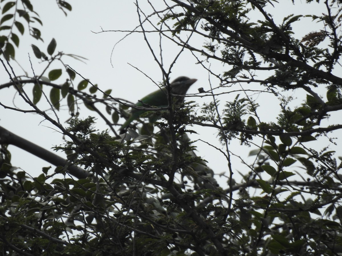 White-cheeked Barbet - ML645698930