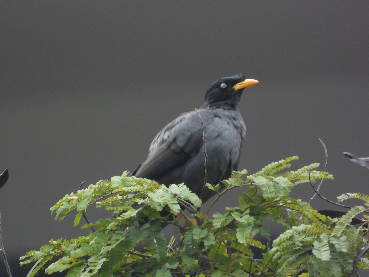 Javan Myna - ML645698931