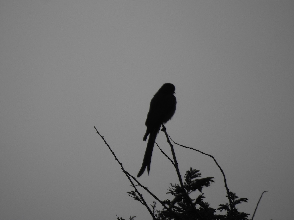 Black Drongo - ML645698934