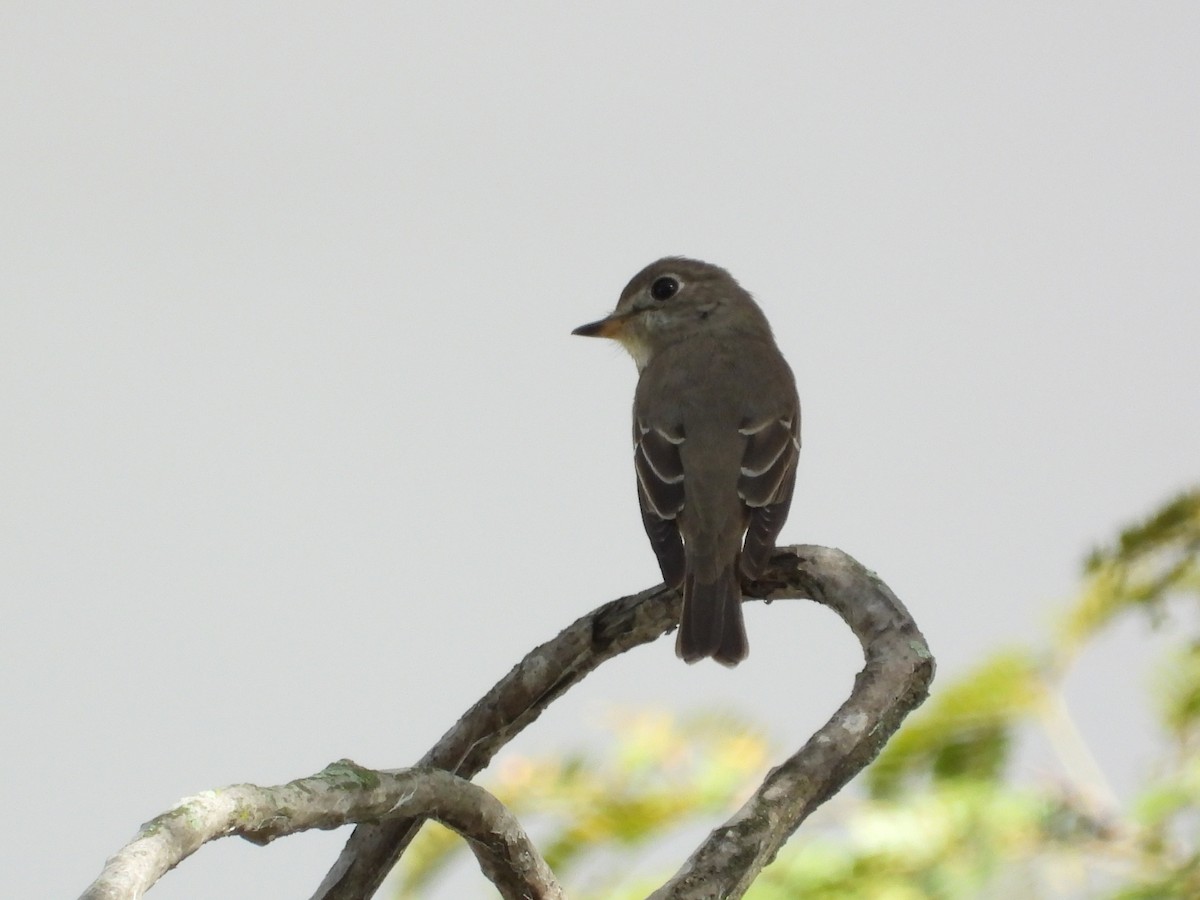 Asian Brown Flycatcher - ML645698935
