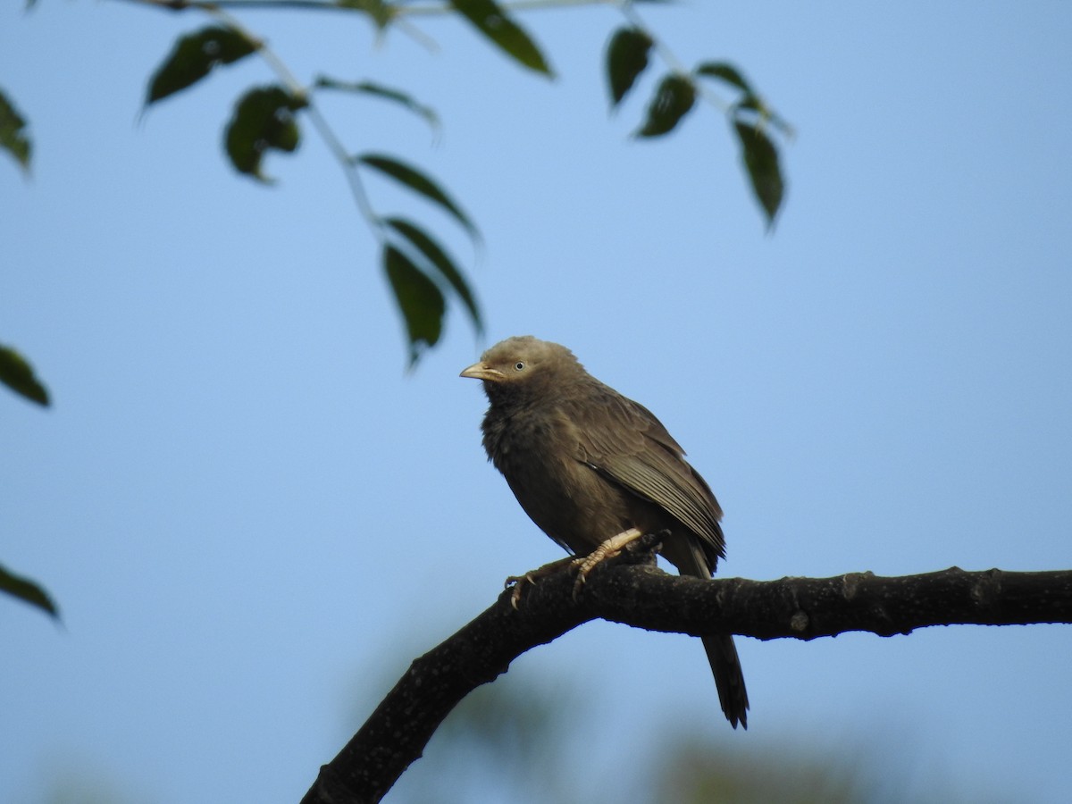 Yellow-billed Babbler - ML645698937