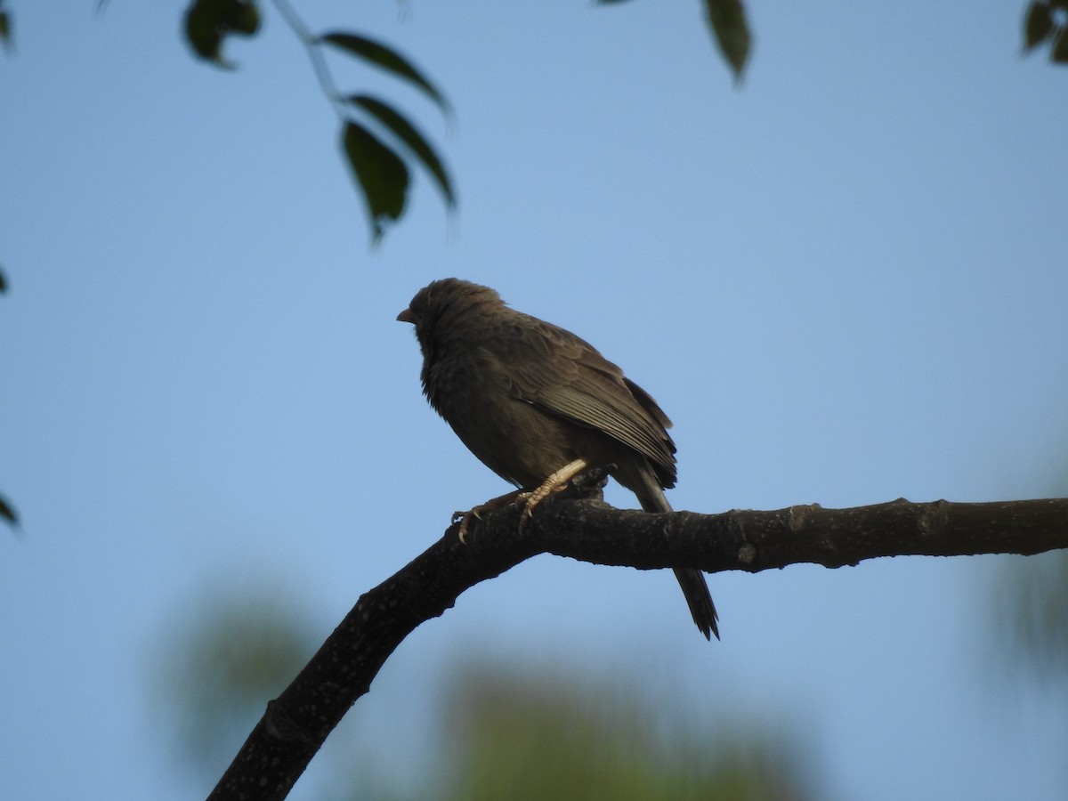 Yellow-billed Babbler - ML645698938