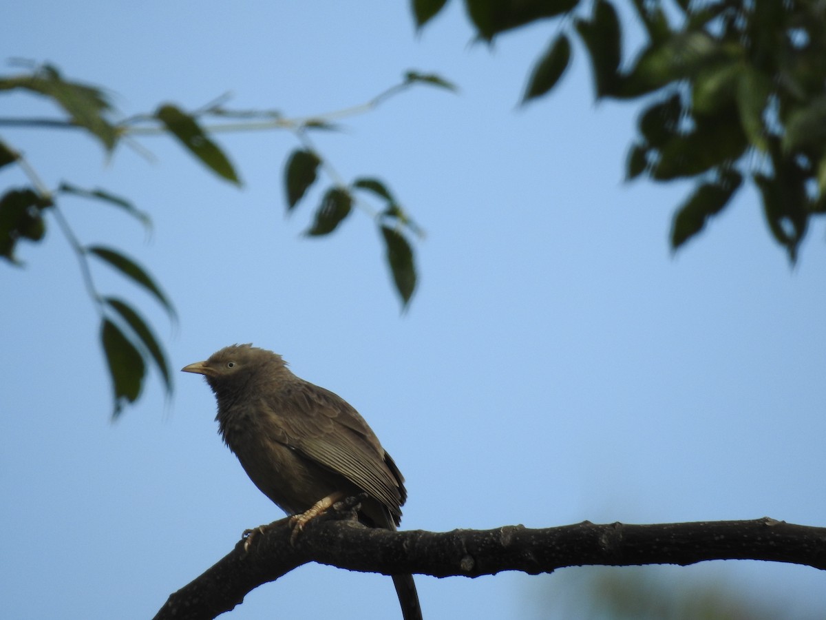Yellow-billed Babbler - ML645698939