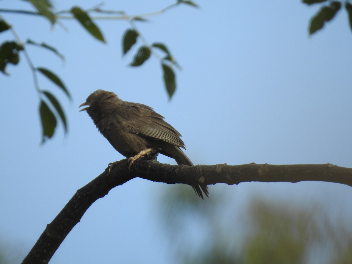 Yellow-billed Babbler - ML645698940