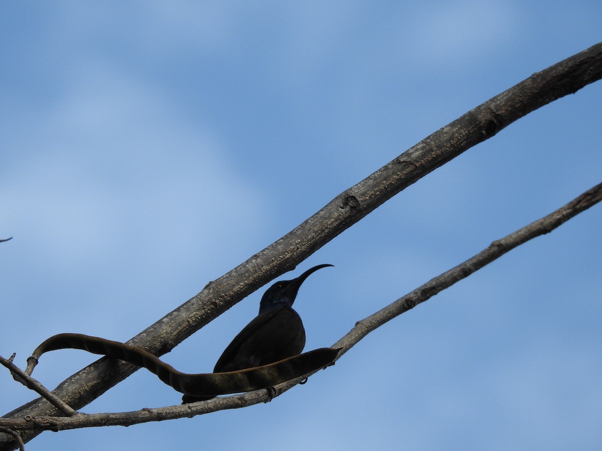 Loten's Sunbird - ML645698944