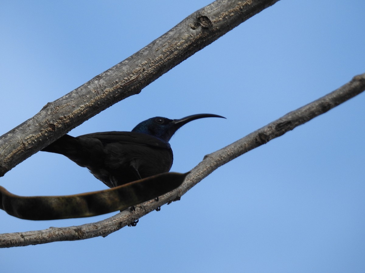 Loten's Sunbird - ML645698945