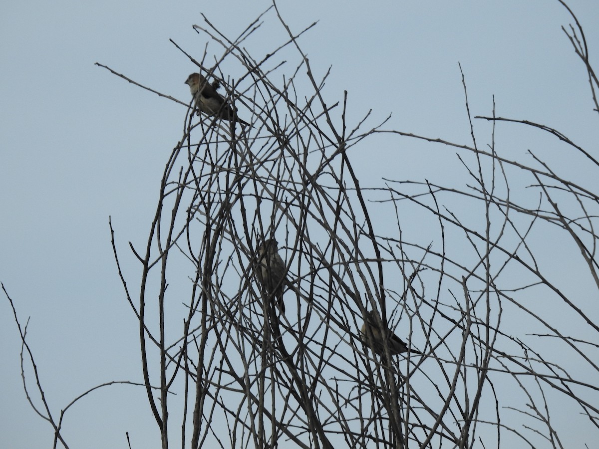 Indian Silverbill - ML645698963